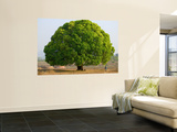 A Big Tree Wall Mural by Keren Su