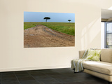 Dirt Road and Acacia Trees in Reserve Mural por Doug McKinlay