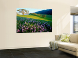 Carmel Valley in Spring Vægplakat af Douglas Steakley Carmel Valley in Spring Vægplakat af Douglas Steakley
