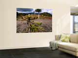 Pehuen and Lenga Forest in Autumn, Sierra Nevada Wall Mural by Grant Dixon