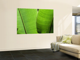 Leaf Fronds Wall Mural by Christer Fredriksson
