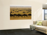 Western White-Bearded Wildebeest Herd, Grumeti Veggmaleri av Adrian Bailey Western White-Bearded Wildebeest Herd, Grumeti Veggmaleri av Adrian Bailey