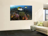 Lined Butterflyfish Swim Over Reef Corals, Komodo National Park, Indonesia Vægplakat af Jones-Shimlock Lined Butterflyfish Swim Over Reef Corals, Komodo National Park, Indonesia Vægplakat af Jones-Shimlock