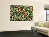Detail of Chillies for Sale at Street Market Wall Mural by Brent Winebrenner
