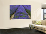 Lavender Fields. Wall Mural by Doug McKinlay