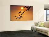 Sandhill Crane (Grus Canadensis) Migration Along Platte River Wall Mural by Mark Newman
