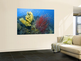 Raja Ampat, Indonesia Wall Mural by  Jones-Shimlock
