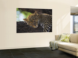 Leopard Sleeping on Branch Malowidło ścienne autor Andy Rouse Leopard Sleeping on Branch Malowidło ścienne autor Andy Rouse