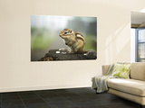 Squirrel Eating Nuts at Mount Tengu Mural por Shayne Hill Squirrel Eating Nuts at Mount Tengu Mural por Shayne Hill