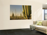 Cirio Trees and Cardon Cacti Near Catavina Wall Mural by Witold Skrypczak