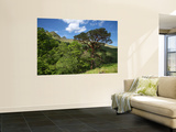 Scots Pines Below Ladhar Bheinn Ridge, on the Knoydart Peninsula in the Northwest Highlands Wall Mural by Feargus Cooney