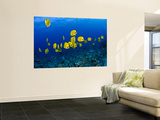 Masked Butterfly Fish Reproduction murale géante par Mark Webster