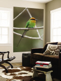 Bohm's Bee-Eater (Merops Boehmi), Liwonde National Park Wall Mural by Ariadne Van Zandbergen