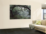 Oak Tree Forest after Storm Wall Mural by Douglas Steakley Oak Tree Forest after Storm Wall Mural by Douglas Steakley