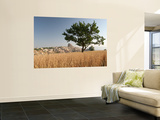Wheat Field with Uchisar Village in Background Wall Mural by Tim Hughes