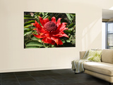The Waratah Native Flower Wall Mural by Mark Parkes