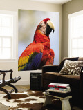 Scarlet Macaw (Ara Macao) Wall Mural by Shannon Nace