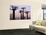 Baobab Trees (Adansonia Grandidieri Baobabs) Near Avenue Du Baobab Wall Mural by Olivier Cirendini