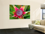 Young Pineapple Plant in Golf Dulce Area Mural por Douglas Steakley