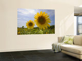 Tournesols Reproduction murale géante par Mark Daffey