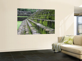 Detail of Moss Covered Stone Steps at Mayan Ruins of Quirigua Wall Mural by Paul Kennedy
