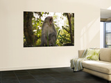 Long-Tailed Macaque Monkeys in Trees Near Park Entrance, Cat Tien National Park Wall Mural by Grant Dixon