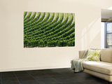 Rows of Grape Vines in Chianti Region Mural por Rocco Fasano Rows of Grape Vines in Chianti Region Mural por Rocco Fasano