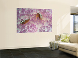 Pink Anemone Fish Wall Mural by Robert Halstead
