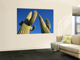Saguaro Cacti (Carnegiea Gigantea) Wall Mural by Feargus Cooney