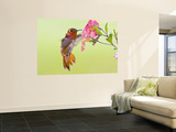 Rufous Hummingbird Feeding in a Flower Garden, British Columbia, Canada Wall Mural by Larry Ditto