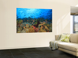 Schooling Anthias Fish, Wetar Island, Banda Sea, Indonesia Wall Mural by Stuart Westmorland