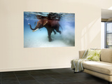 Elephant 'Rajes' Taking Swim in Sea Wall Mural by Johnny Haglund