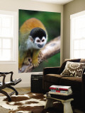 Squirrel Monkey (Saimiri Sciureus) Mural por Paul Kennedy Squirrel Monkey (Saimiri Sciureus) Mural por Paul Kennedy