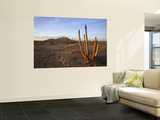 Golden Light on Organ Pipe Cactus, North of Puerto Penasco in Gran Desierto De Altar Wall Mural by Feargus Cooney