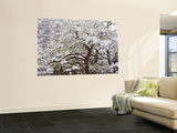 Snow Covered Tree in Garden of Heian Shrine During Snowfall Reproduction murale géante par Frank Carter