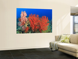 Brilliant Red Sea Fans, Komba Island, Flores Sea, Indonesia Wall Mural by Stuart Westmorland