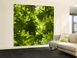 Leaves and Patterns at Hokkaido University Forest Wall Mural – Large by Shayne Hill