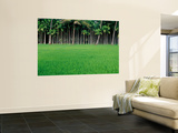 Rice Field with Betel Nut Trees in Background Wall Mural by Kevin Clogstoun