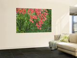 Contrasting Autumn Leaves, Arishiyama District Wall Mural by Gerard Walker