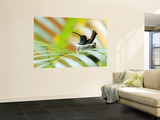 Rufous-Tailed Hummingbird (Amazilia Tzacatl) Sitting in Nest Wall Mural by Shannon Nace