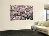 Cherry Blossums (Sakura) Along Cherry Blossum Street in Shizunai Wall Mural by Shayne Hill