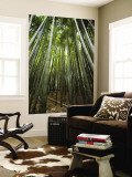 Bamboo Forest, Arashiyama District Wall Mural by Rachel Lewis
