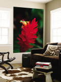 Red-Eyed Tree Frog Wall Mural by Tom Boyden