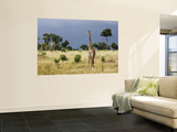 Maasai Giraffe (Giraffa Camelopardalis Tippelskirchi) Wall Mural by Ariadne Van Zandbergen