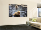 Snow Monkeys (Japanese Macaque) in Jigokudani Yaen-Koen Hot Spring Reproduction murale géante par Frank Carter