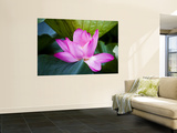 Lotus Flower Detail, West Lake Wall Mural by Greg Elms