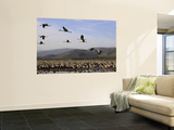 Cranes at Hula Lake, Upper Galilee Wall Mural by Hanan Isachar