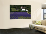 Lavender Fields. Wall Mural by Doug McKinlay