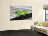 Green Iguana on Breakfast Table at Bucuti Beach Resort on Eagle Beach Wall Mural by Holger Leue