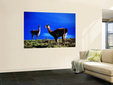 Guanacos Pausing from Grazing Mural por Gareth McCormack Guanacos Pausing from Grazing Mural por Gareth McCormack